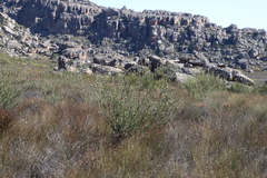 Leucadendron concavum
