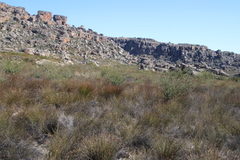 Leucadendron concavum