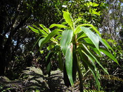 Dubautia raillardioides