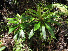 Dubautia raillardioides
