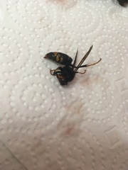 Vespa velutina