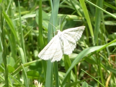 Perconia strigillaria