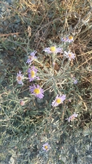 Symphyotrichum laeve laeve