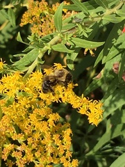 Bombus impatiens