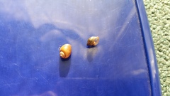 Glyptophysa variabilis