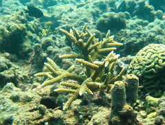 Acropora cervicornis