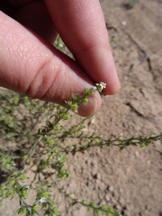 Lappula occidentalis occidentalis