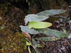 Elaphoglossum paleaceum