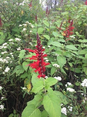 Salvia cinnabarina