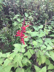 Salvia cinnabarina
