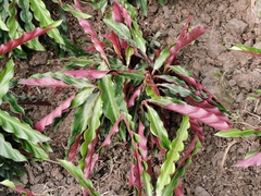 Goeppertia rufibarba