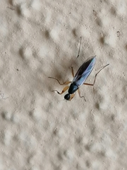 Tachydromiinae