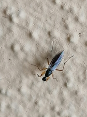 Tachydromiinae