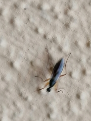 Tachydromiinae