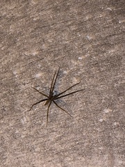 Pisaurina brevipes