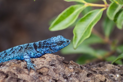 Socorro Island Tree Lizard