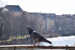 Columba livia domestica