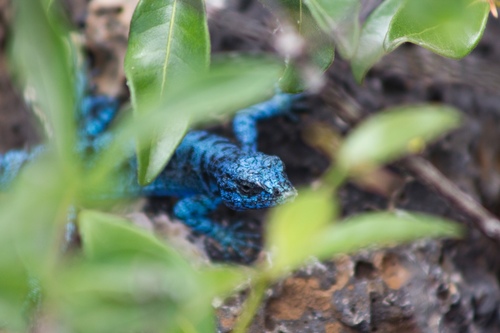 Socorro Island Tree Lizard