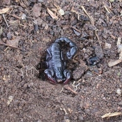 Bothriurus bonariensis