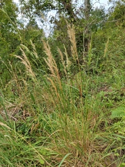 Trisetum flavescens