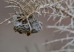 Polistes gallicus