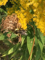 Bombus impatiens