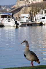 Alopochen aegyptiaca