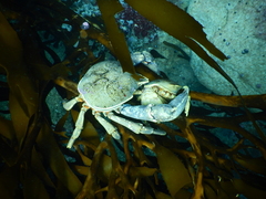Taliepus marginatus