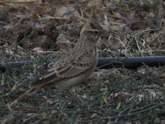 Galerida cristata