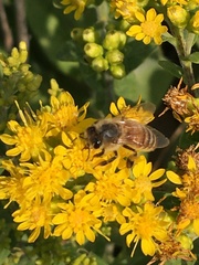 Apis mellifera