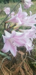 Amaryllis belladonna