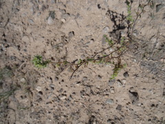 Lappula occidentalis occidentalis