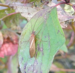 Anabolia