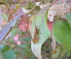 Anabolia