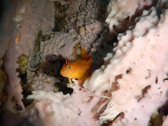 Scartichthys viridis