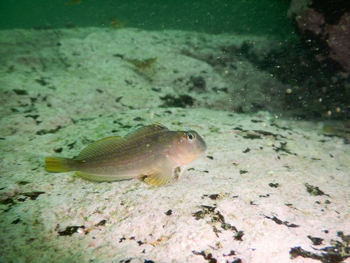 Groene slijmvis (Scartichthys viridis) — Blenniidae