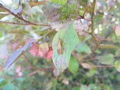 Anabolia