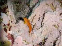 Scartichthys viridis