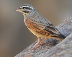 Emberiza striolata