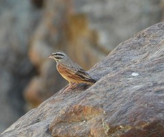 Emberiza striolata