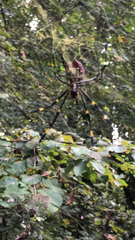 Trichonephila clavata
