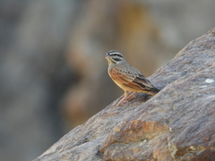 Emberiza striolata