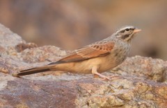 Emberiza striolata