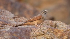 Emberiza striolata
