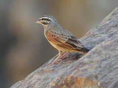 Emberiza striolata