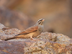 Emberiza striolata