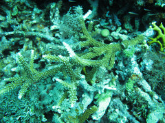 Acropora cervicornis