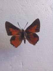 Aloeides thyra thyra