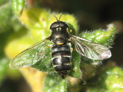 Paragus