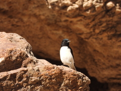 Oenanthe albonigra